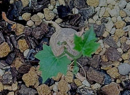 Ibervillea Sonorae 6 Seeds