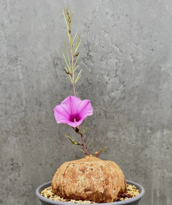 Ipomoea holubii 5 Seeds