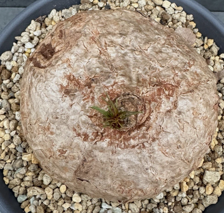 Ipomoea holubii 5 Seeds