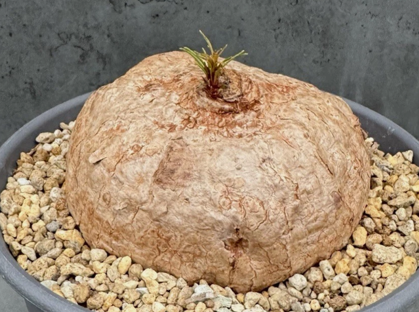 Ipomoea holubii 5 Seeds