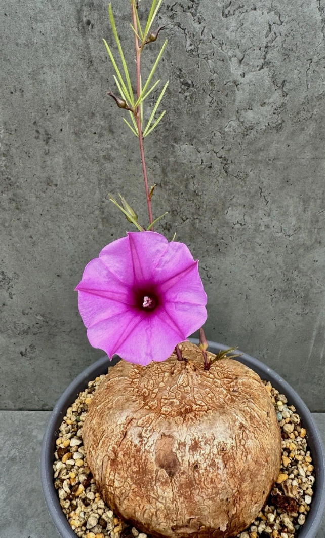 Ipomoea holubii 5 Seeds
