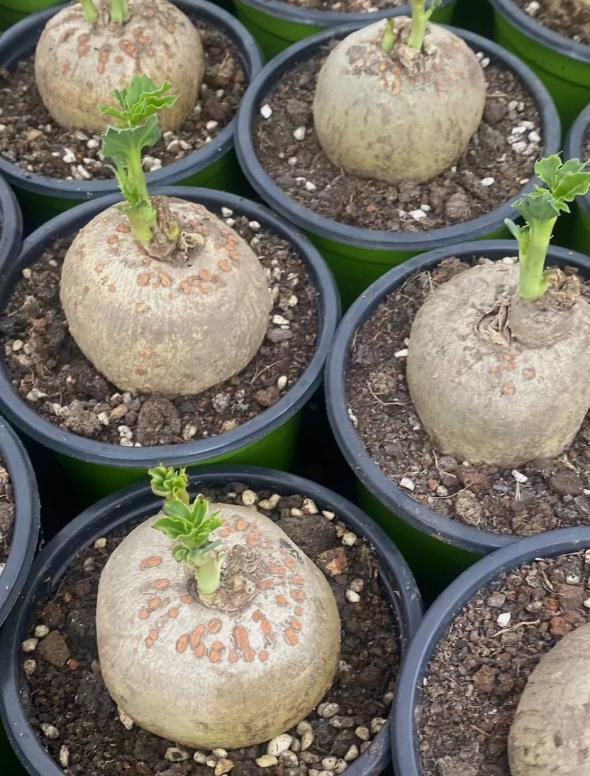 Jatropha berlandieri 6 Seeds