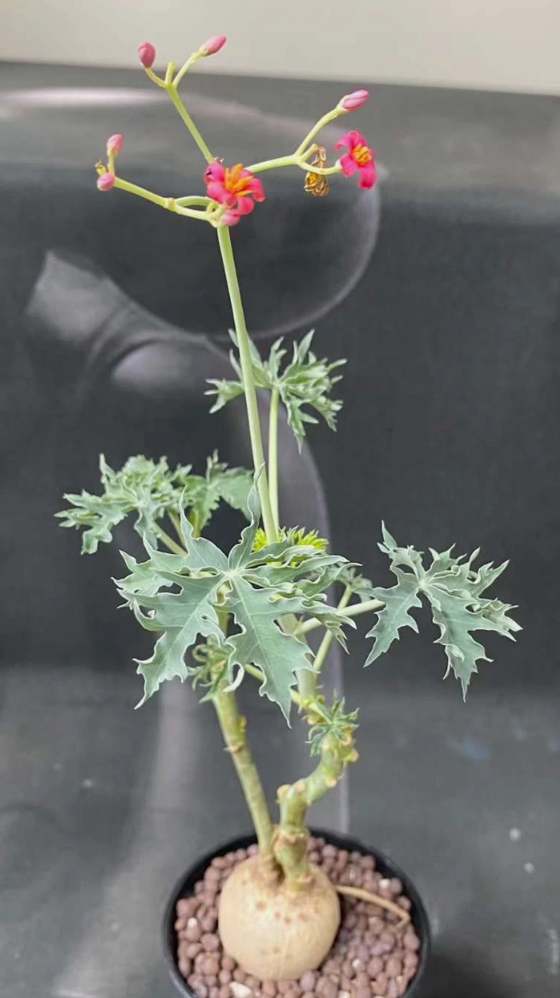 Jatropha berlandieri 6 Seeds