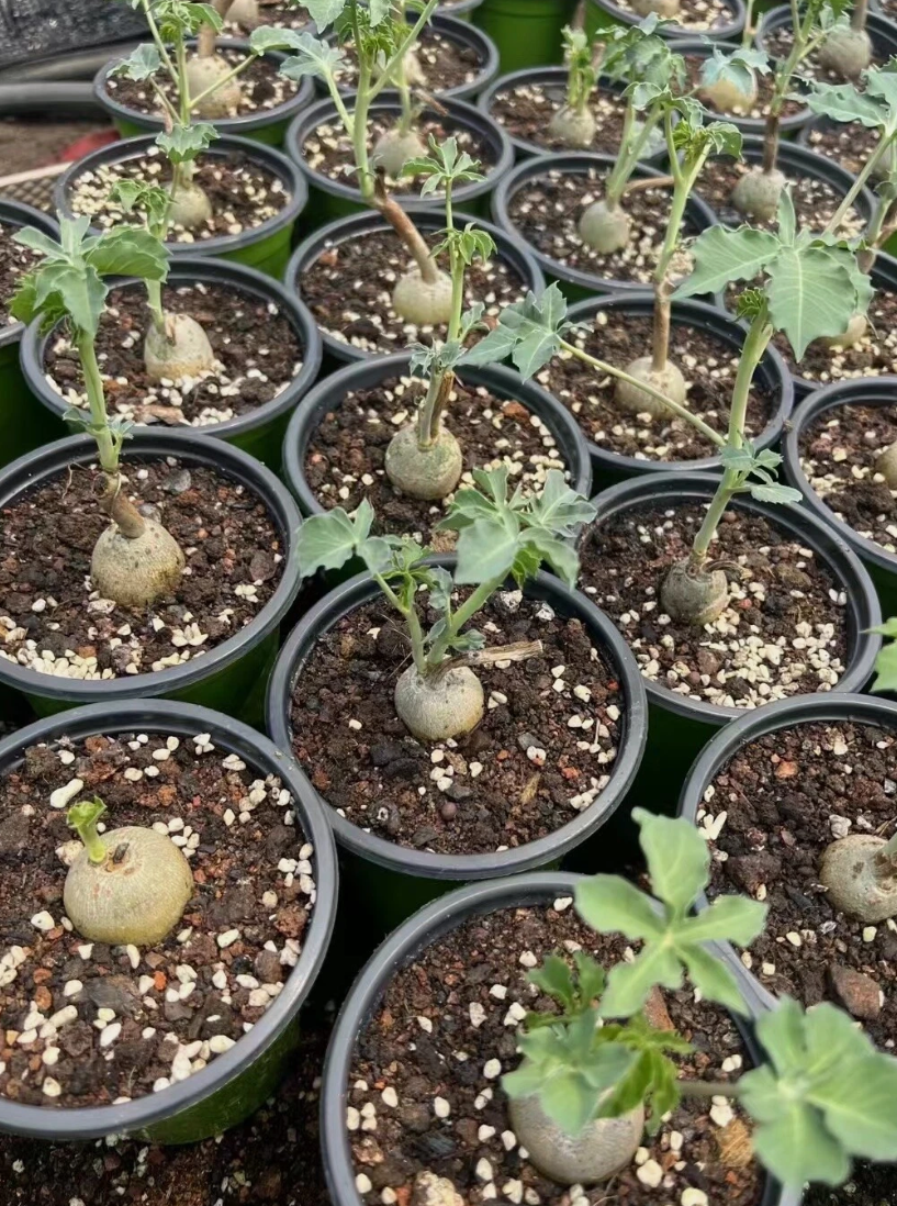 Jatropha berlandieri 6 Seeds