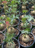 Jatropha berlandieri 6 Seeds
