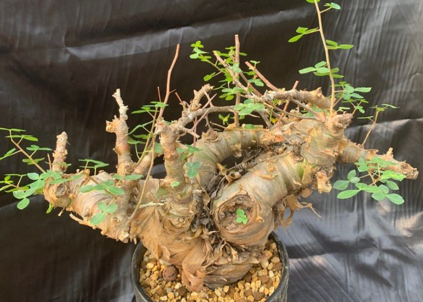 Commiphora namibensis 5 Seeds
