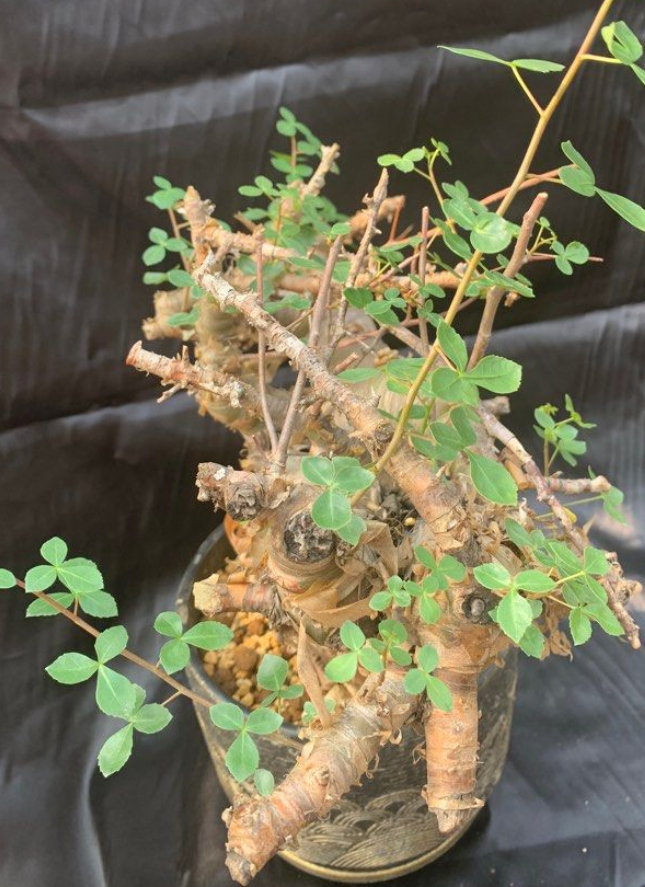 Commiphora namibensis 5 Seeds