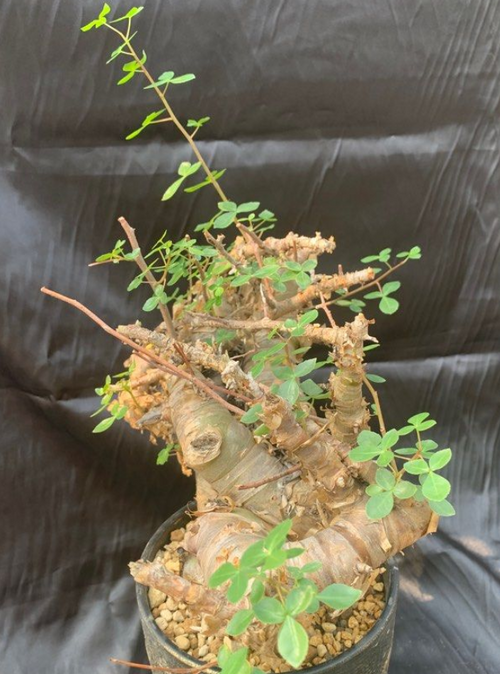 Commiphora namibensis 5 Seeds
