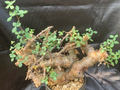 Commiphora namibensis 5 Seeds