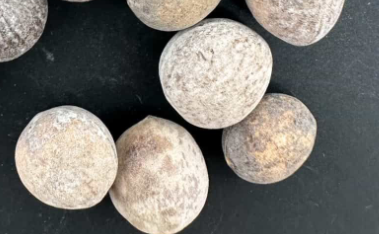 Commiphora Kraeuseliana 5 Seeds