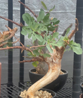 Commiphora Wildii 5 Seeds