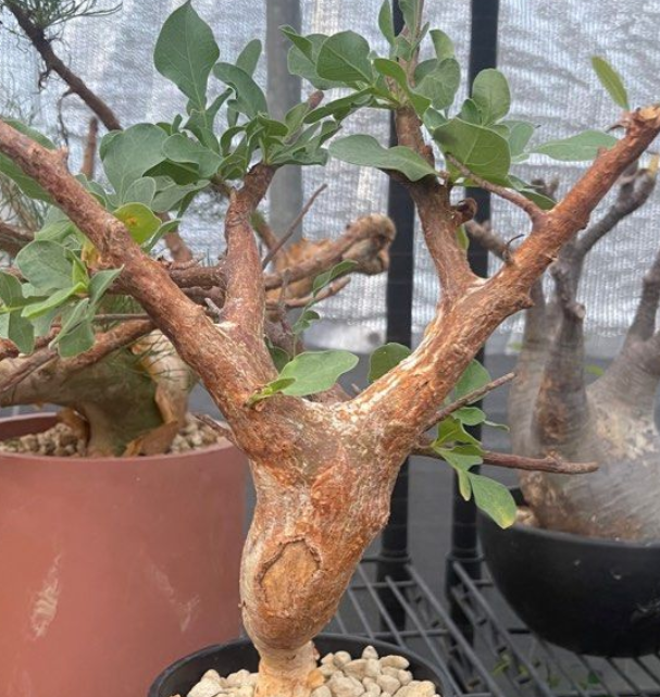 Commiphora Wildii 5 Seeds
