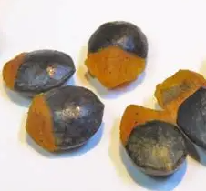 Commiphora Wildii 5 Seeds