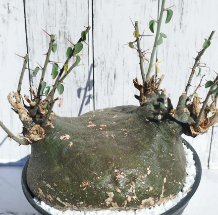 Adenia Spinosa 5 Seeds