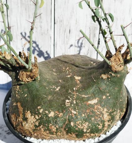 Adenia Spinosa 5 Seeds
