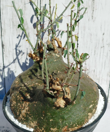 Adenia Spinosa 5 Seeds