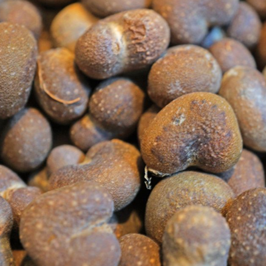 Adansonia digitata 10 Seeds