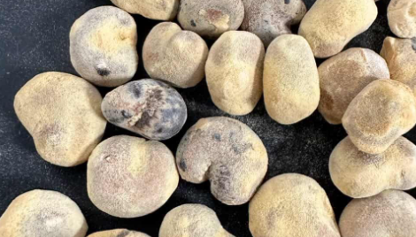 Adansonia rubrostipa 10 Seeds