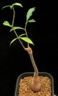 Adansonia rubrostipa 10 Seeds