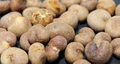 Adansonia Za 10 Seeds