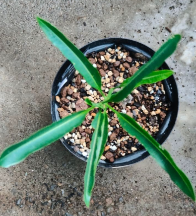 Adansonia Za 10 Seeds