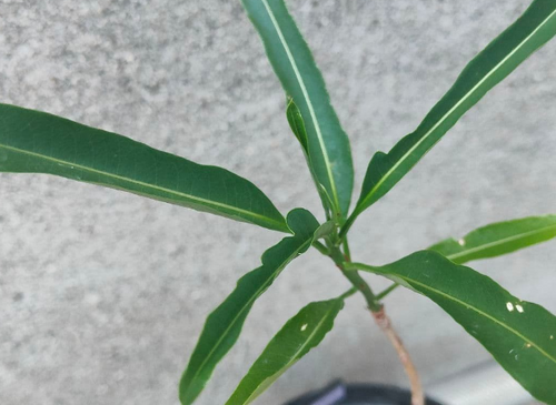 Adansonia Za 10 Seeds