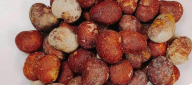 Adansonia Suarezensis 10 Seeds