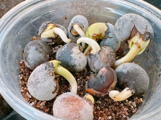 Adansonia Suarezensis 10 Seeds