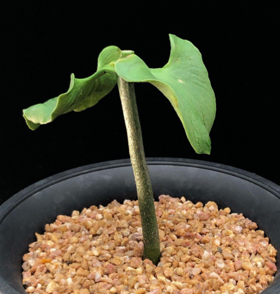 Adansonia Suarezensis 10 Seeds