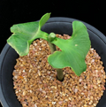 Adansonia Suarezensis 10 Seeds