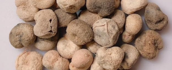Adansonia Perrieri 10 Seeds
