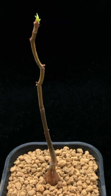 Adansonia Perrieri 10 Seeds