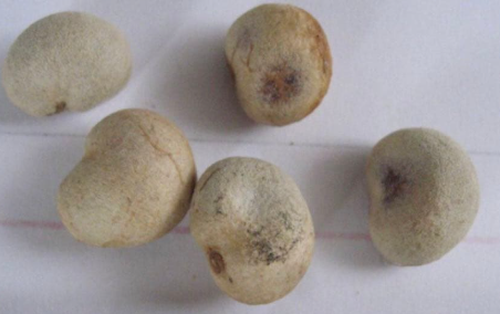 Adansonia Grandidieri 10 Seeds