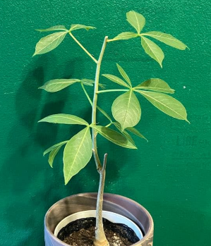 Adansonia gregorii 10 Seeds