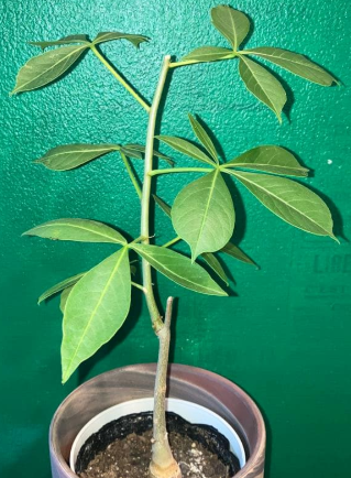 Adansonia gregorii 10 Seeds