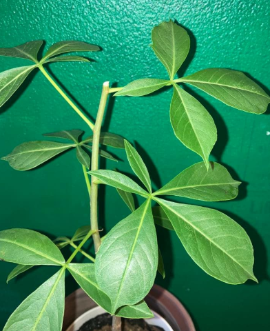 Adansonia gregorii 10 Seeds