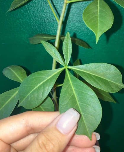 Adansonia gregorii 10 Seeds