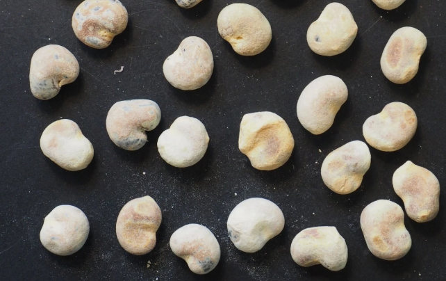 Adansonia Madagascariensis 10 Seeds