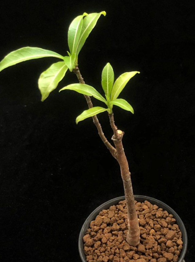 Adansonia Madagascariensis 10 Seeds