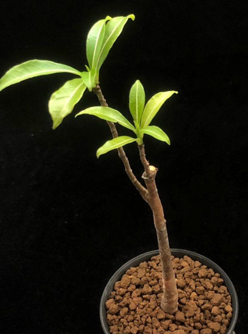 Adansonia Madagascariensis 10 Seeds