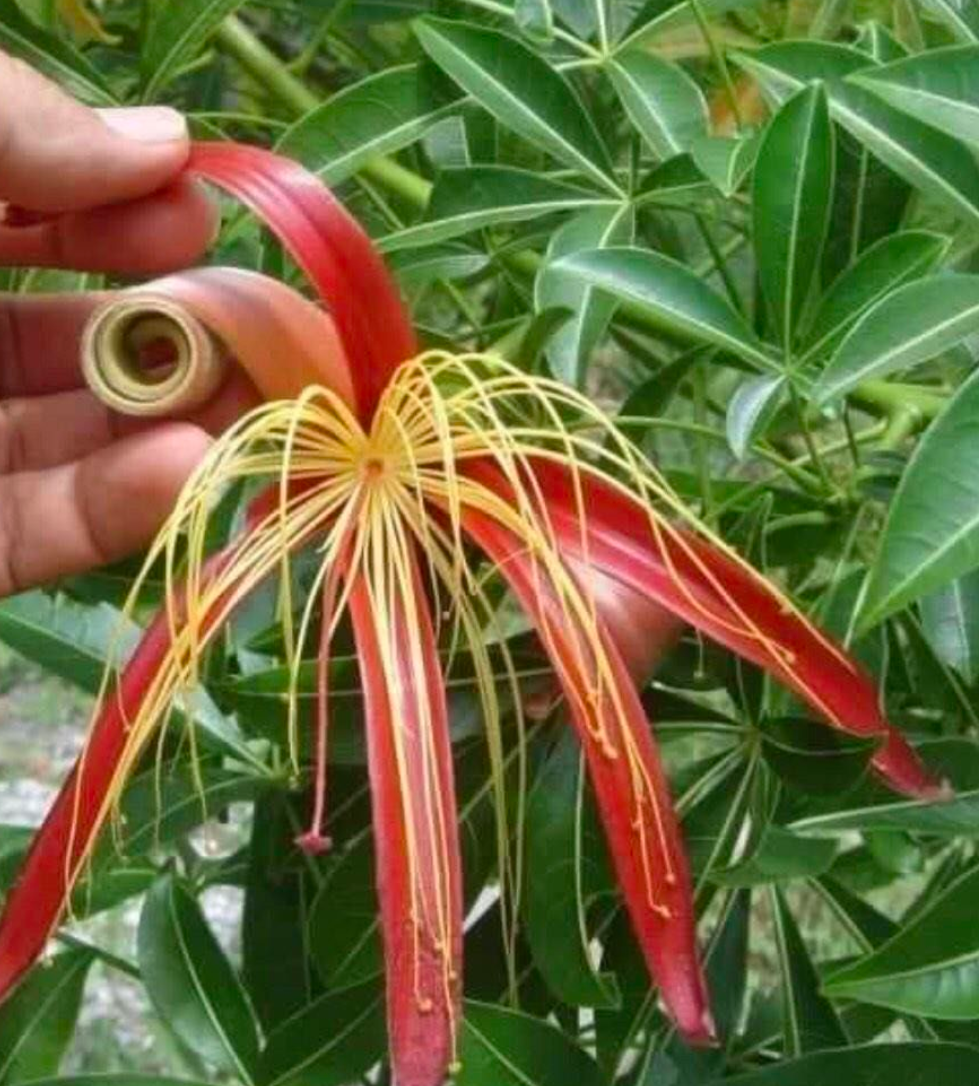 Adansonia Madagascariensis 10 Seeds