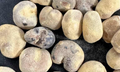 Adansonia Fony 10 Seeds