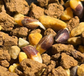Commiphora Saxicola 5 Seeds