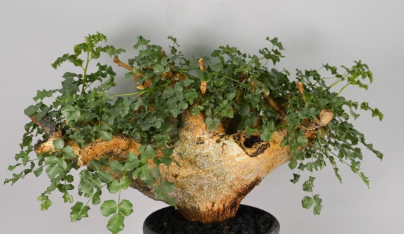 Commiphora Saxicola 5 Seeds
