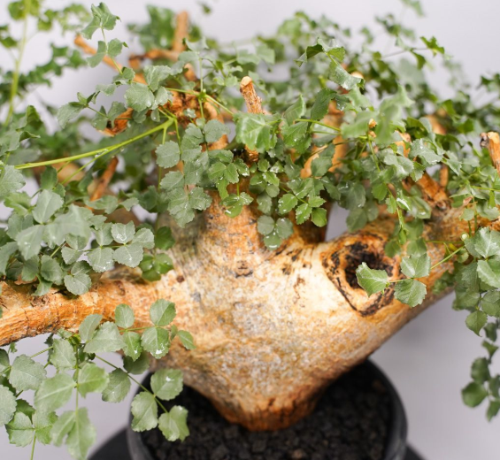 Commiphora Saxicola 5 Seeds