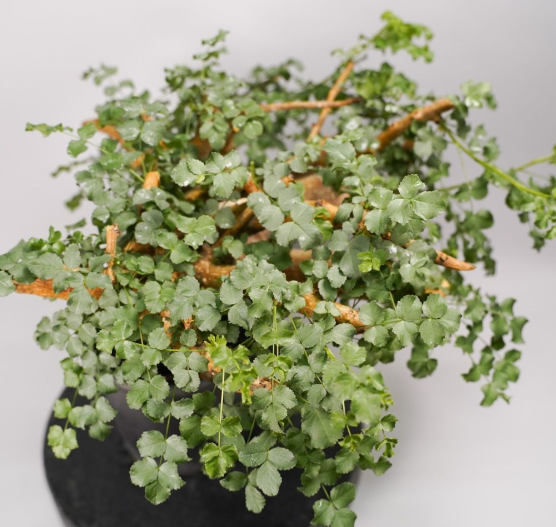 Commiphora Saxicola 5 Seeds