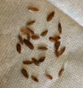 Fouquieria Purpusii 8 Seeds