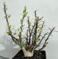 Fouquieria Purpusii 8 Seeds