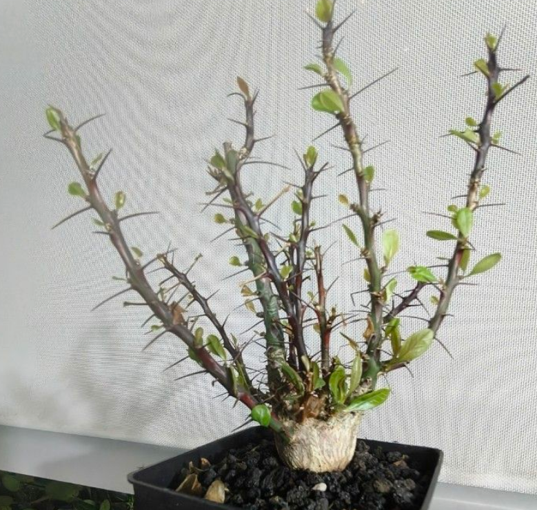 Fouquieria Purpusii 8 Seeds