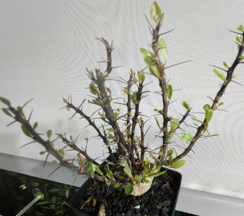 Fouquieria Purpusii 8 Seeds